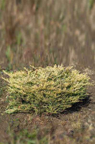 Купить можжевельник горизонтальный lime glow деревья и растения