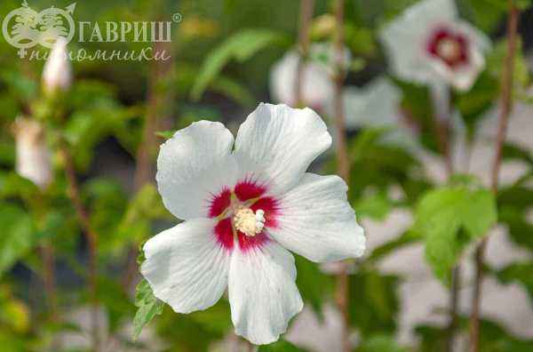 саженцы Гибискус сирийский  Red Heart