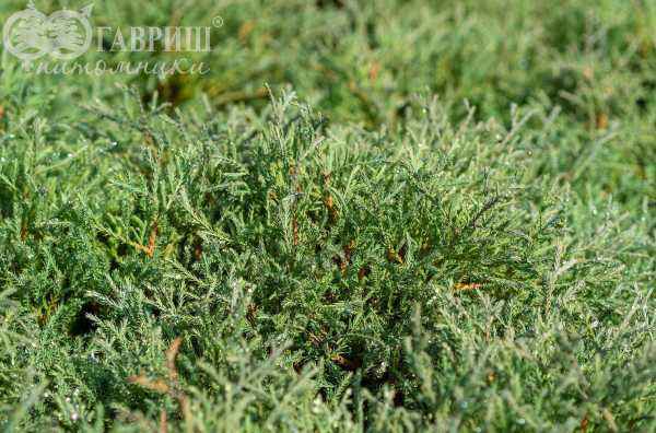 Купить туя западная mr.bowling ball деревья и растения