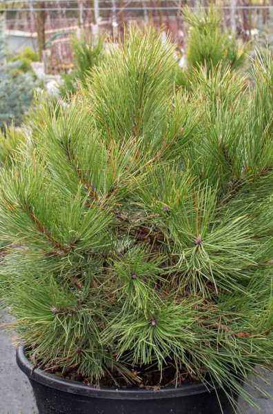 Купить сосна черная hornibrookiana деревья и растения