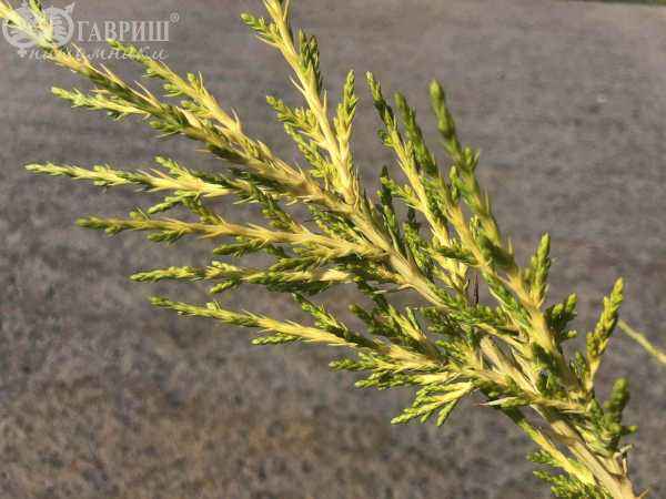 Купить можжевельник китайский kuriwao gold деревья и растения