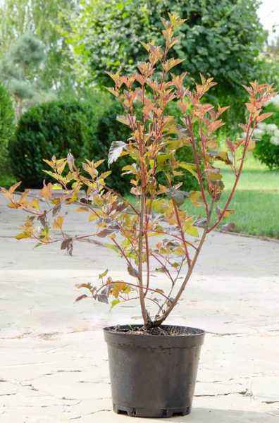 саженцы Пузыреплодник калинолистный  Summer Wine (Seward)