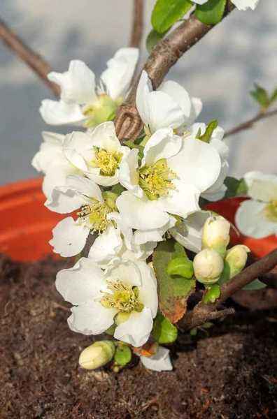 саженцы Хеномелис прекрасный Nivalis