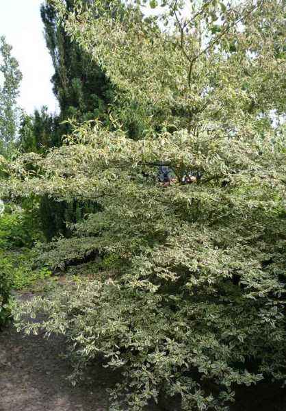 саженцы Дерен белый Argenteomarginata