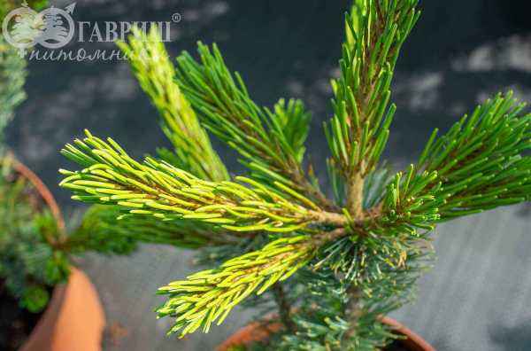 Купить сосна гибкая cheyenne деревья и растения