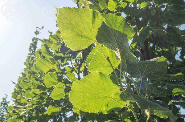 Саженцы липа крупнолистная fastigiata