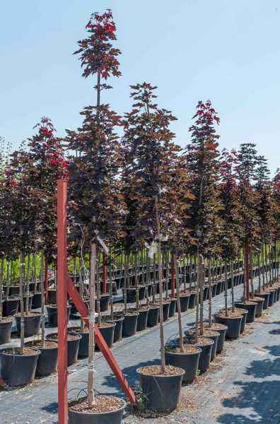 Саженцы клён остролистный crimson sentry