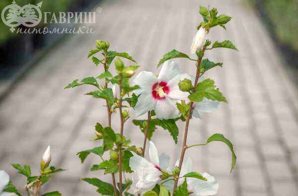 саженцы Гибискус сирийский  Red Heart