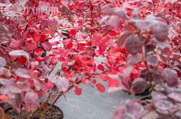 саженцы Барбарис Тунберга Atropurpurea