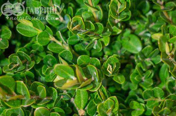 саженцы Самшит мелколистный Faulkner