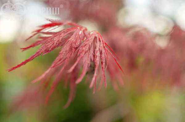 Саженцы клен пальмолистный garnet