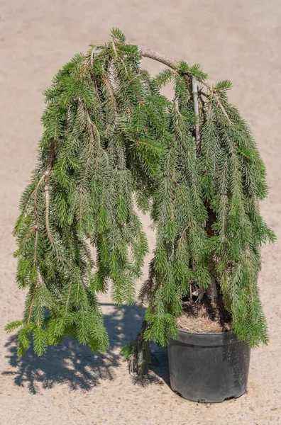 Купить ель обыкновенная frohburg деревья и растения