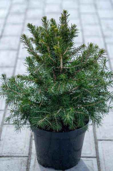 Купить ель обыкновенная tompa деревья и растения