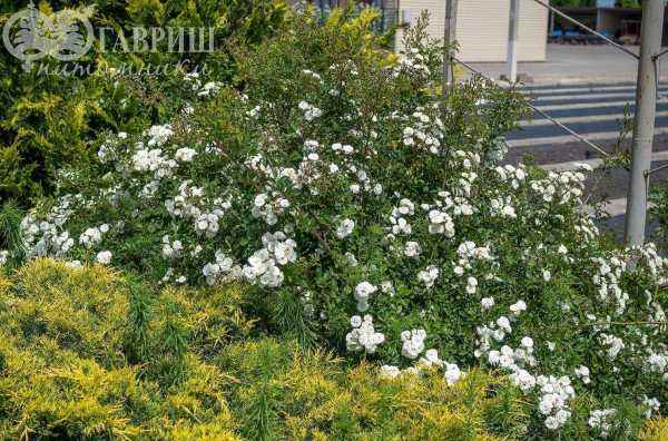 саженцы Роза миниатюрная White