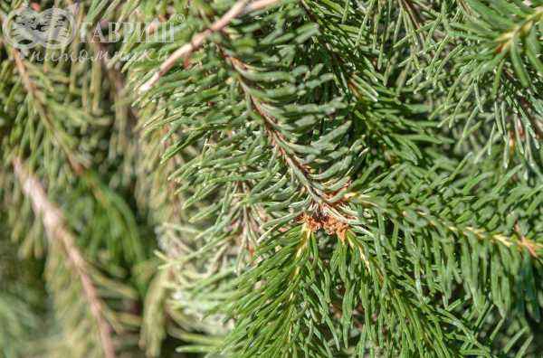 Купить ель обыкновенная frohburg деревья и растения