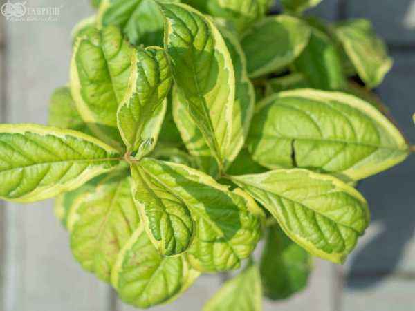 саженцы Вейгела цветущая Caricature