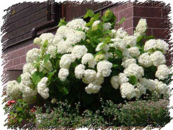 саженцы Гортензия древовидная Sterilis