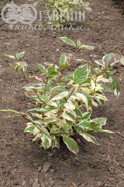 саженцы Дерен белый Sibirica Variegata