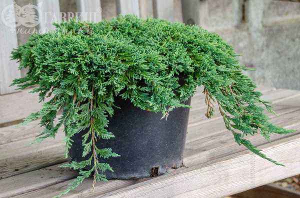 Купить можжевельник горизонтальный pancake деревья и растения