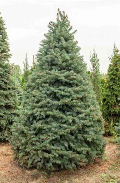 Купить ель колючая glauca деревья и растения
