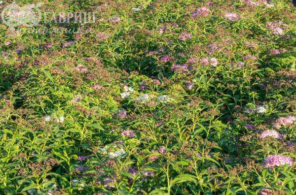 саженцы Спирея японская Genpei (Shirobana)