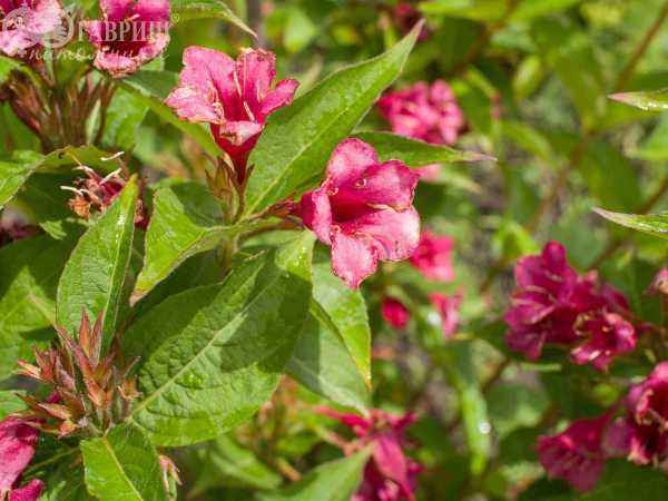 саженцы Вейгела цветущая Eva Rathke