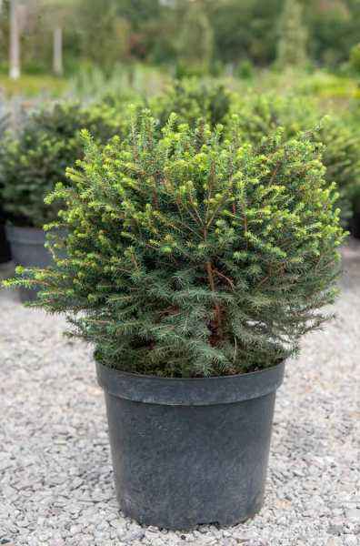 Купить ель сербская karel деревья и растения