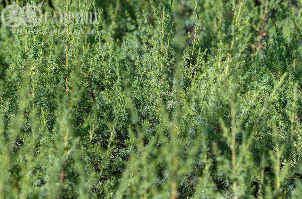 Купить можжевельник китайский monarch деревья и растения