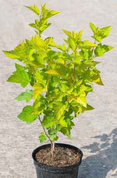 саженцы Пузыреплодник калинолистный Dart's Gold