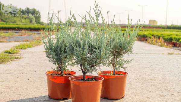 Купить можжевельник скальный wichita blue деревья и растения