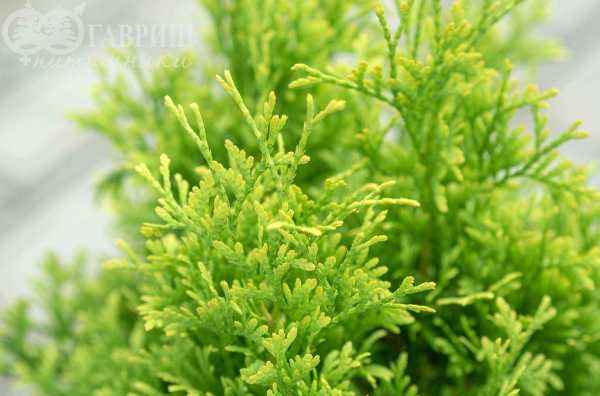 Купить туя западная maria деревья и растения