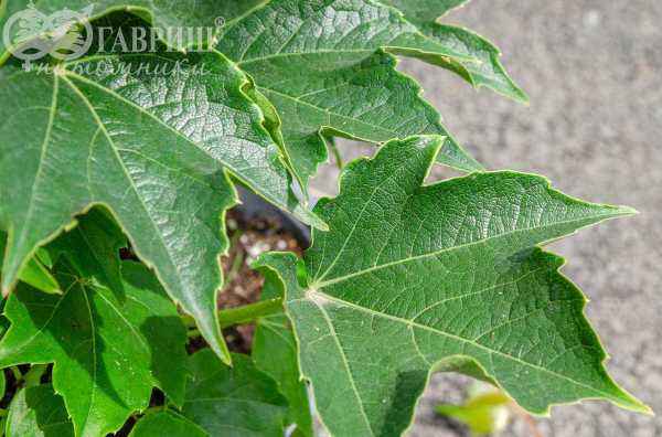 саженцы Партеноциссус (виноград девичий) тройчатый Veitchii