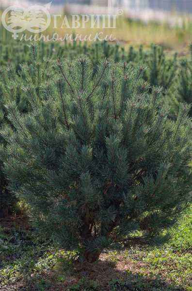 Купить сосна обыкновенная watereri деревья и растения