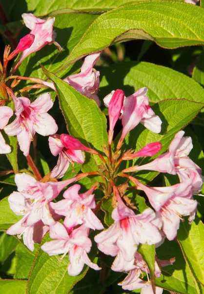 саженцы Вейгела цветущая Boskoop Glory