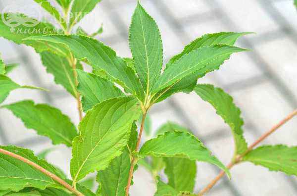 саженцы Вейгела цветущая Candida