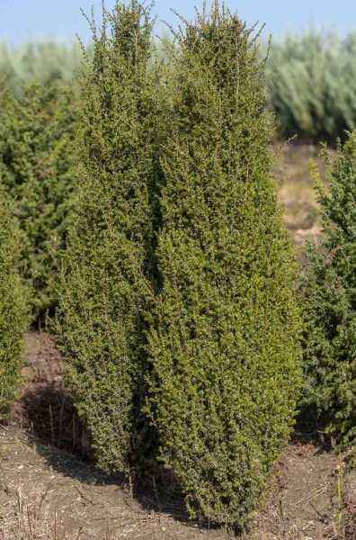 Купить можжевельник обыкновенный arnold деревья и растения