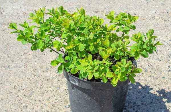 саженцы Спирея березолистная