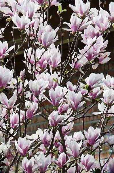 Саженцы магнолия george henry kern