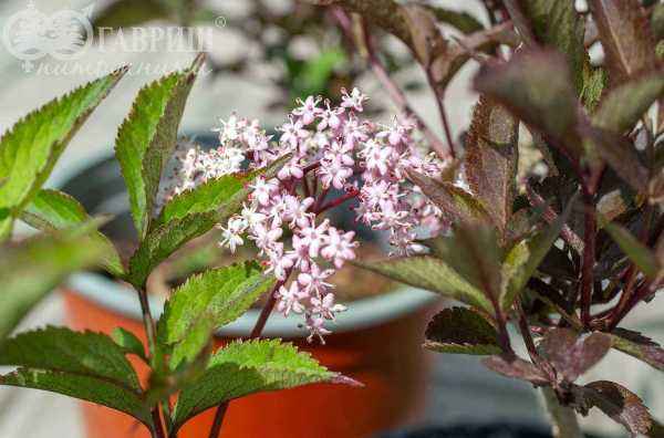 саженцы Бузина чёрная Black Beauty (Gerda)