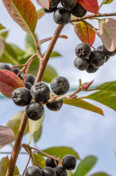 саженцы Арония черноплодная или черноплодная рябина