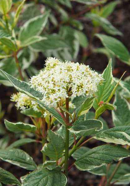 саженцы Дерен белый Sibirica Variegata