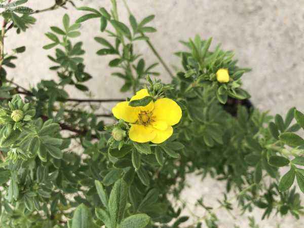 саженцы Лапчатка кустарниковая Kobold