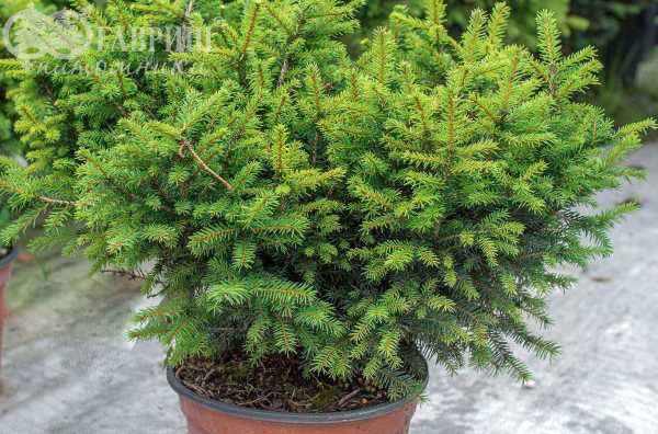 Купить ель сербская karel деревья и растения