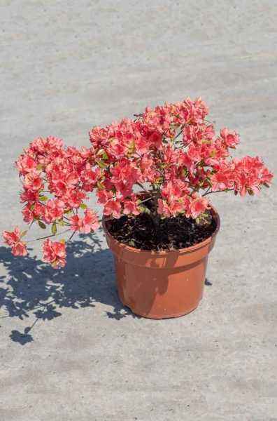 саженцы Азалия японская Signalgluhen