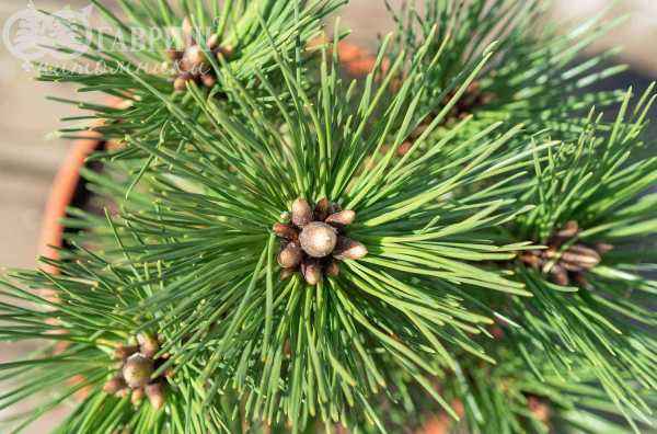 Купить сосна тунберга sayonara деревья и растения