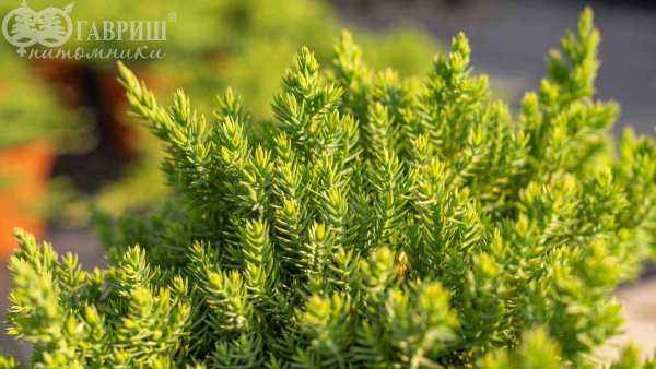Купить можжевельник лежачий nana деревья и растения