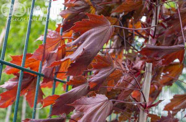 Саженцы клён остролистный royal red