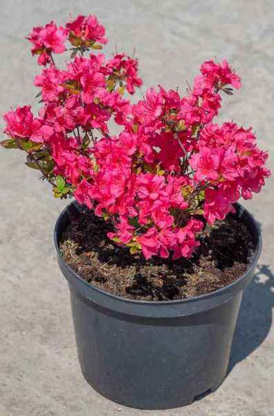 саженцы Азалия японская Rosali