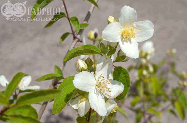 саженцы Чубушник Льюиса Waterton