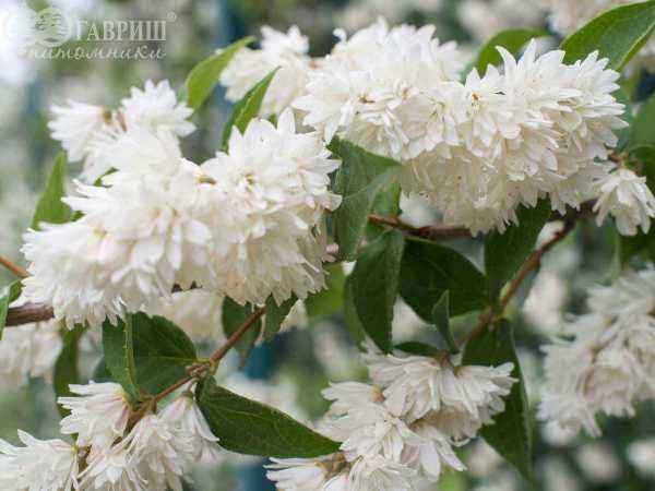 саженцы Дейция шершавая Candidissima